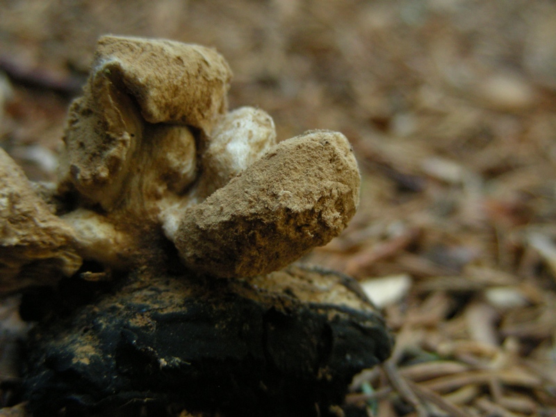 Qualche russula